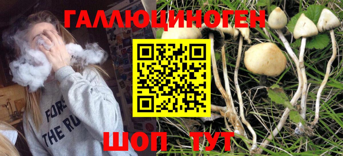 Зеленогорск  Псилоцибиновые грибы MAGIC MUSHROOMS  купить наркоту  Вход с VPN  Псилоцибиновые грибы прущие грибы 
